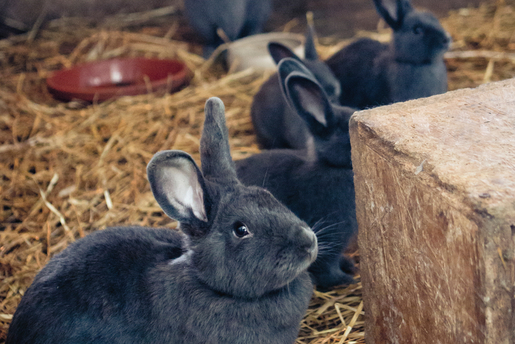 Kaninchen im Stall