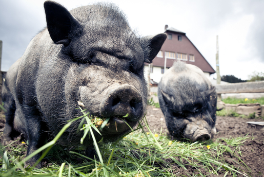 Bioland-Schweine beim Fressen