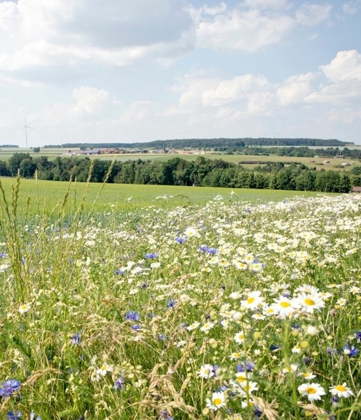 Landschaft mit Blumenwiese und Feld
