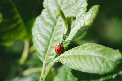 Der Marienkäfer als größter Feind der Blattlaus ist wohl der berühmteste tierische Helfer in der Landwirtschaft - doch lange nicht der einzige (Foto: Herpich/Bioland)