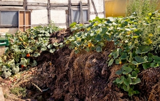 Kürbis und Kapuzinerkresse wachsen auf einem Komposthaufen auf einem Biolandhof 