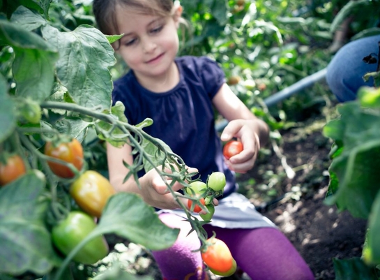 Kind pflückt Bioland-Tomaten 