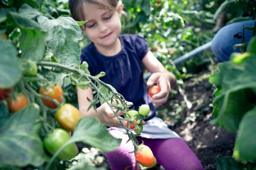 Kind pflückt Bioland-Tomaten 