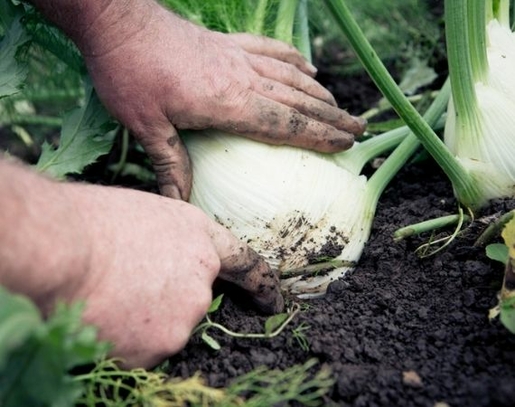 Gärtner erntet Bio-Fenchel im Gemüsegarten  