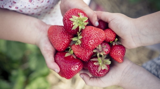 Personen halten Erdbeeren in der Hand