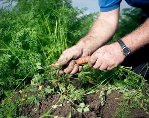Mann erntet Bio-Möhren im Gemüsegarten 