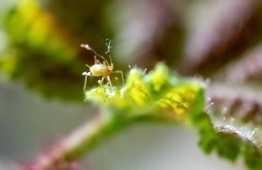 Die Blattlaus kann für Pflanzen lebensgefährlich werden. Im Ökolandbau bekommt sie von natürlichen Feinden wie Raubmilben Gegenwind (Foto: Imago)