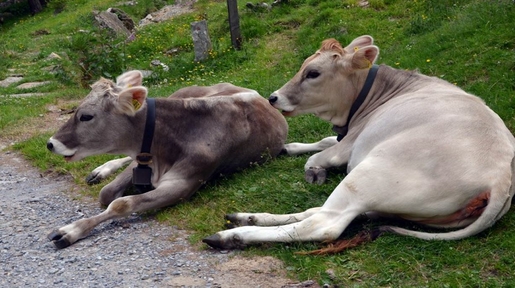 zwei Kühe liegen auf Weide