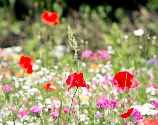 Bunte Blumenwiese mit Mohn und Co. für mehr Artenvielfalt