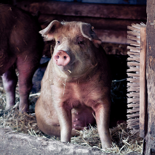 Schwein in Stall