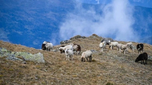 Schafe am Hang