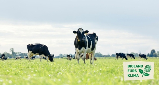Bioland-Kühe stehen auf einer grünen Weide 