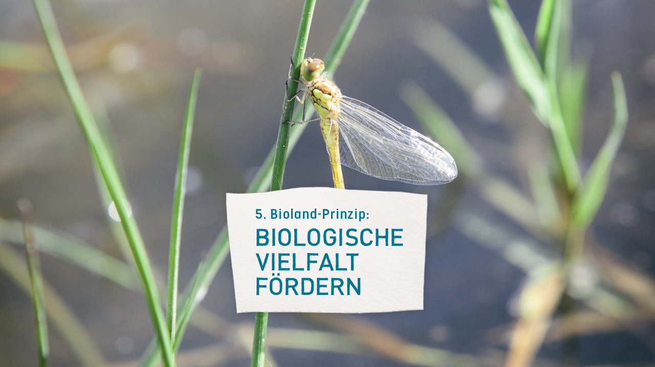 https://www.bioland.de/fileadmin/user_upload/Verbraucher/Blog/Artenvielfalt/Biologische_Vielfalt_foerdern/5_Prinzip.jpg