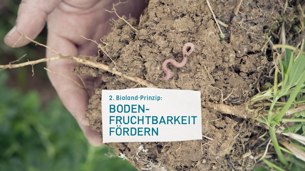https://www.bioland.de/fileadmin/user_upload/Verbraucher/Blog/So_geht_Bio_/Bodenfruchtbarkeit_foerdern/2_Prinzip.jpg